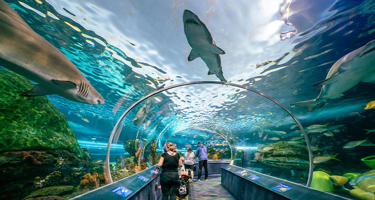 See sea life up close at Ripley’s Aquarium of Canada